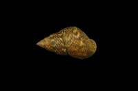 藏品(粗紋玉黍螺)的圖片